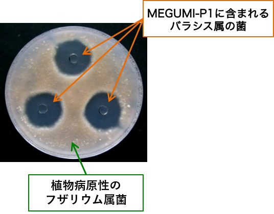 megumi-p1 肥料 4